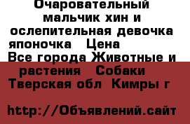 Очаровательный мальчик хин и ослепительная девочка японочка › Цена ­ 16 000 - Все города Животные и растения » Собаки   . Тверская обл.,Кимры г.